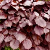 Blutbuche 80 cm