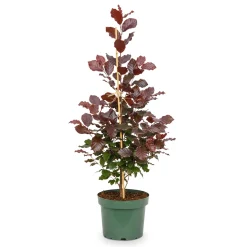 Blutbuche 80 cm