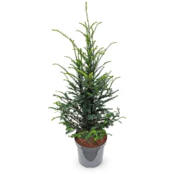 Eibe aus Österreich 80cm