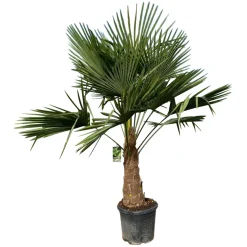 Fächerpalme