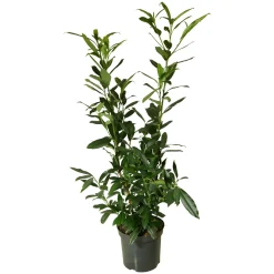 Kirschlorbeer aus Österreich 120cm