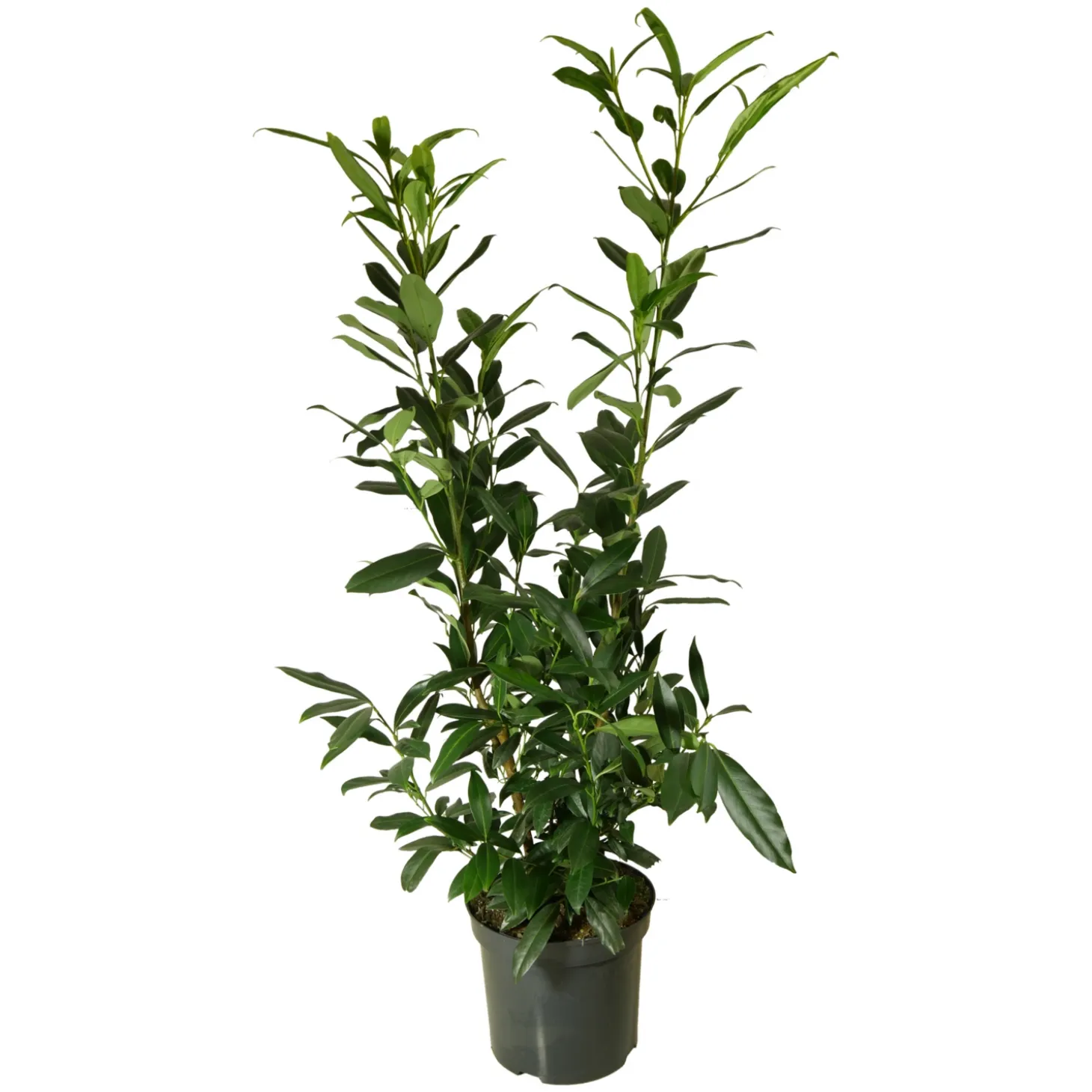 Kirschlorbeer aus Österreich 120cm