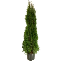 Smaragd Thujen aus Österreich 125cm
