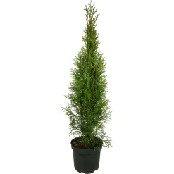 Smaragd Thujen aus Österreich 60cm