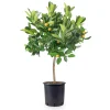 Zitronenbaum